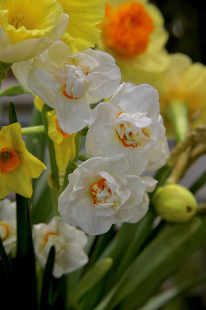 Conter fleurette photo 3